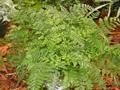 Davallia fejeensis